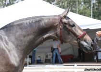 SE DENSA, DE Y. SAN NICOLAS, BRONCE EN POTRAS DE DOS A